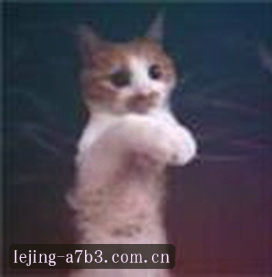 李强